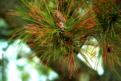 pine tree branch with cones