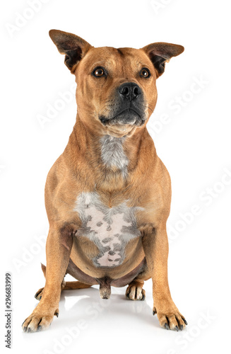 staffordshire bull terrier