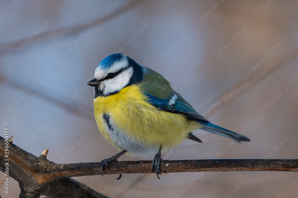 Fototapeta premium Winter