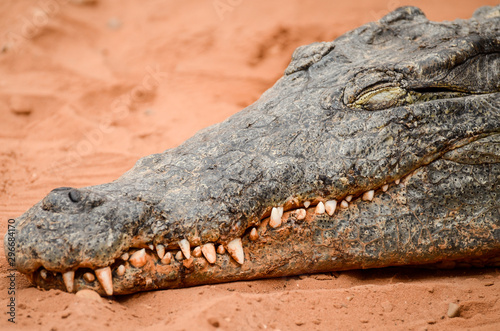 portrait d'un crocodile endormi.