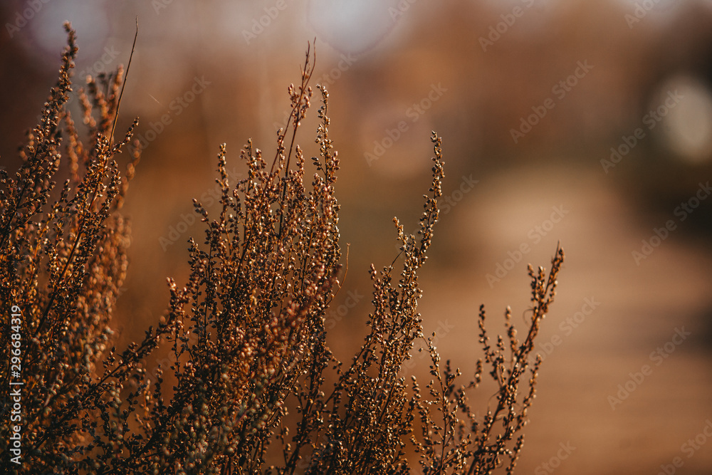 autumn field plants of Russia autumn field plants of Russia
