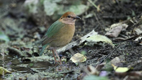 Beautiful adult male Rusty-naped pitta (Hydrornis oatesi), low angle view, foraging on the grounds in moist area in tropical moist montane forest, Chong Yen, Mae Wong National Park, north of Thailand. photo