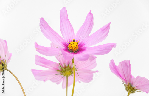 close up of beautiful pink cosmos isolated on white background