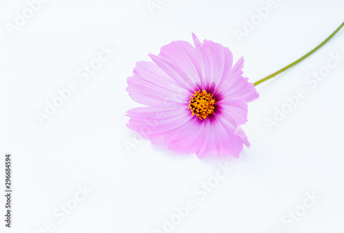 close up of single cosmos pink color isolated on white background.