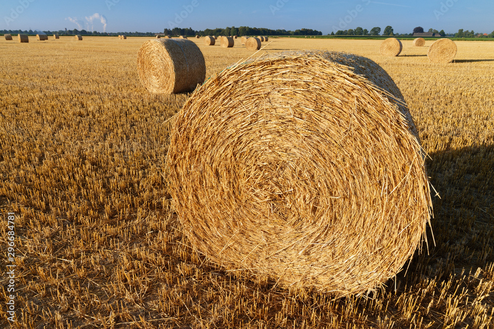 Rundballen aus Stroh liegen auf einem abgeernteten Getreidefeld Rundballen aus Stroh liegen auf einem abgeernteten Getreidefeld