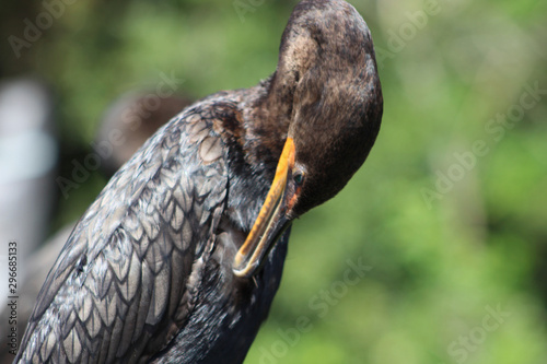 cormorant with turquoise eyes in the swamp photo