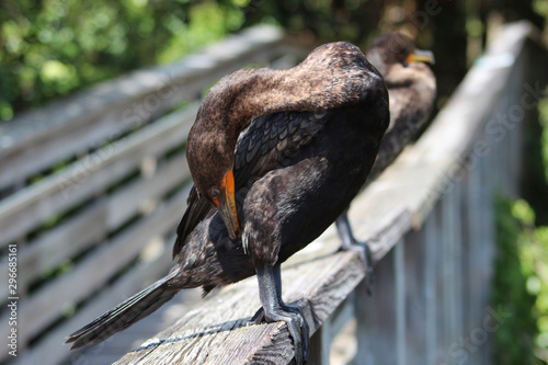 cormorant with turquoise eyes in the swamp photo