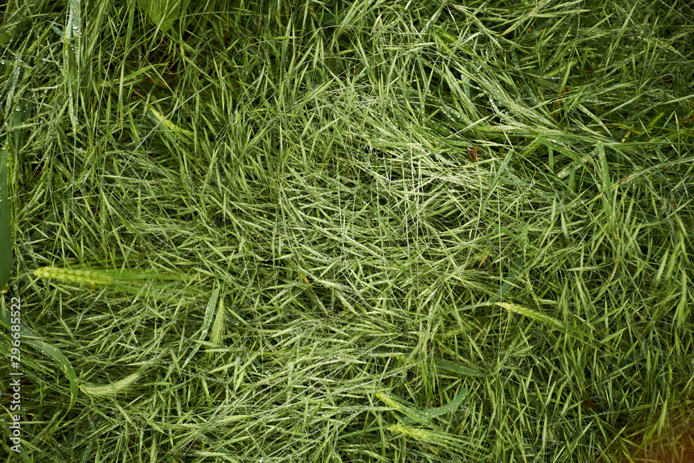 Dew covered grass Dew covered grass