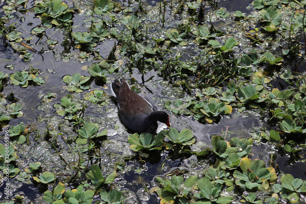 Naklejka premium moorhen duck in marsh