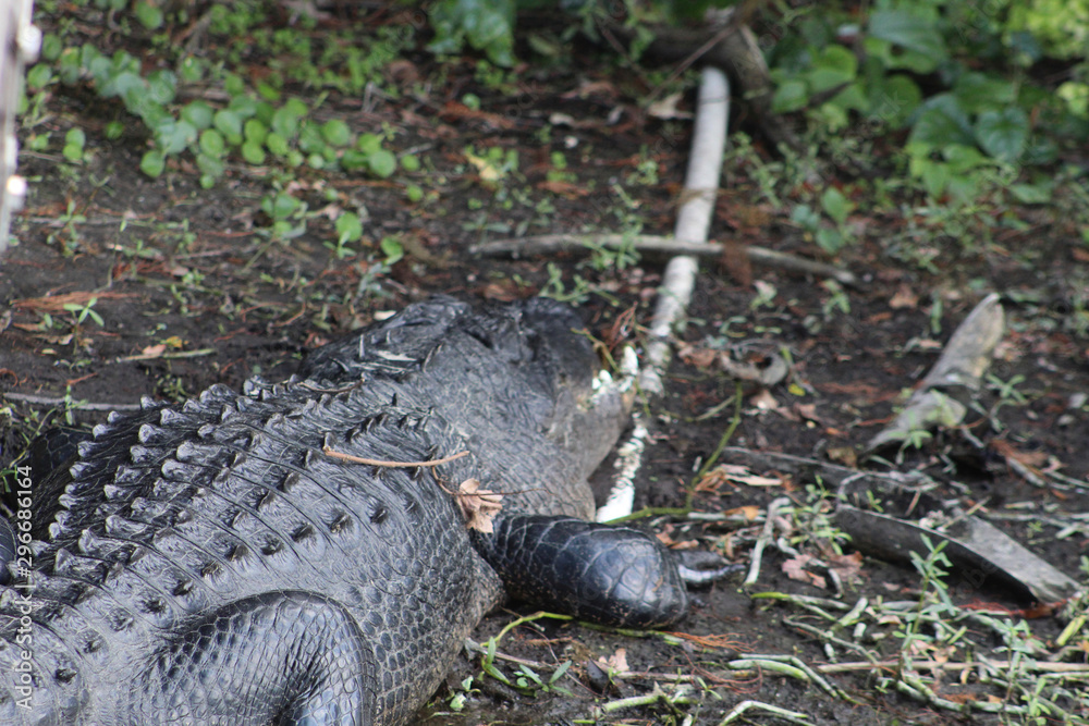 alligator sunbathing on the shore alligator sunbathing on the shore