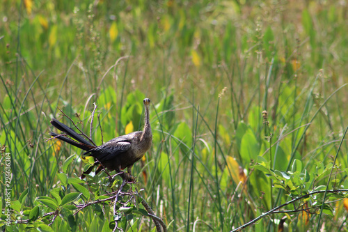 cormorant with turquoise eyes in the swamp photo