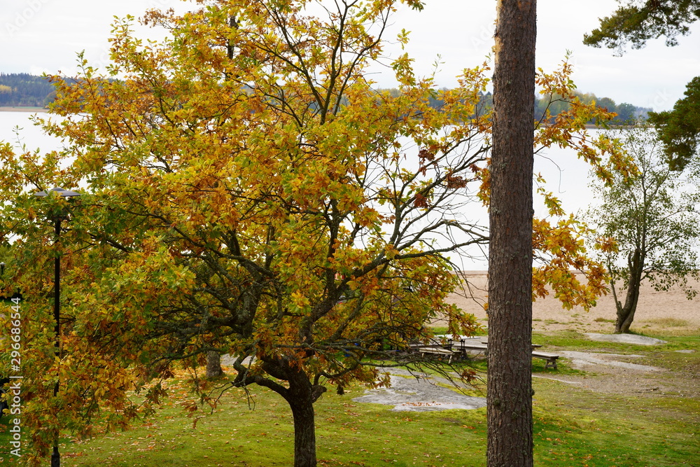 Autumn Oak On The Baltic Sea Pleasing To The Eye In The Absence Of Sun Stock Photo Adobe Stock
