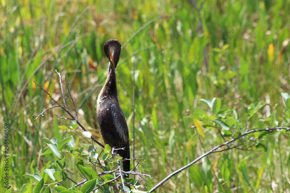 Naklejka premium Bird perched in swamp tree