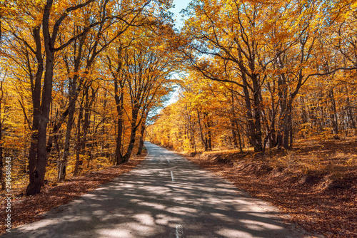Road among yellow autumn mountain forest