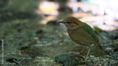 Beautiful adult male Rusty-naped pitta (Hydrornis oatesi), low angle view, foraging on the grounds in moist area in tropical moist montane forest, Chong Yen, Mae Wong National Park, north of Thailand. photo