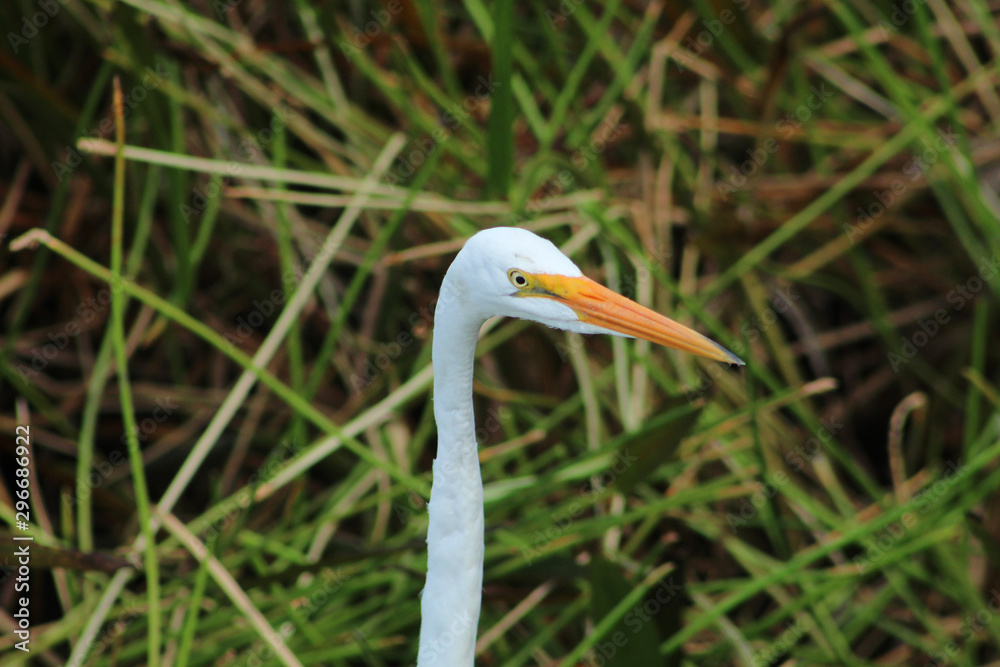 white bird in the Florida swamp white bird in the Florida swamp