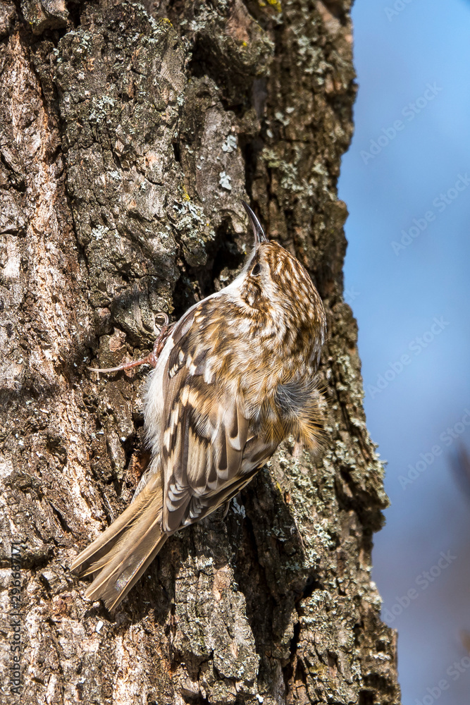 Fototapeta premium Winter