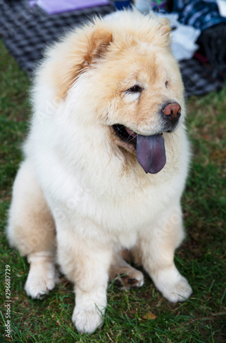 close up on chow chow dog and the blue tongue
