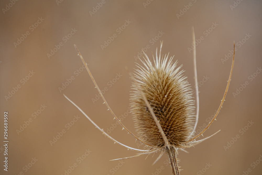 Thistle Thistle