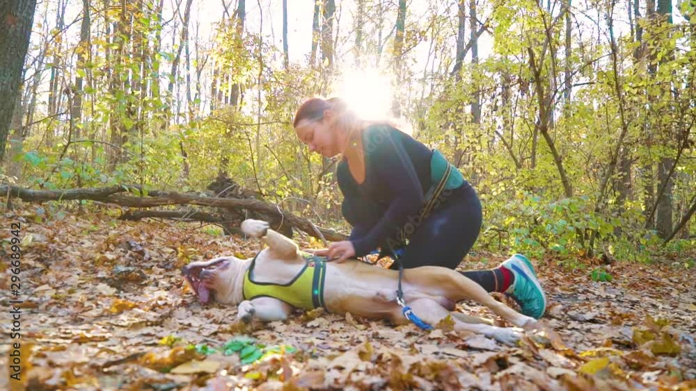 Amstaff terrier getting belly rub lying on ground in autumn forest Amstaff terrier getting belly rub lying on ground in autumn forest