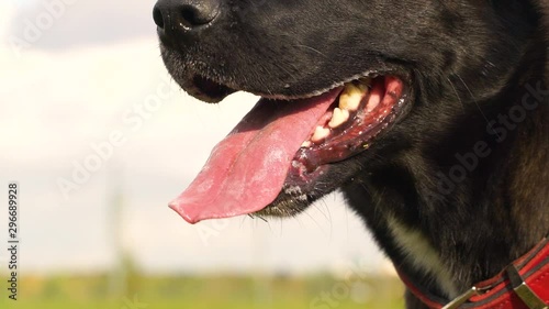Adorable black labrador drooling in slow motion at the park.