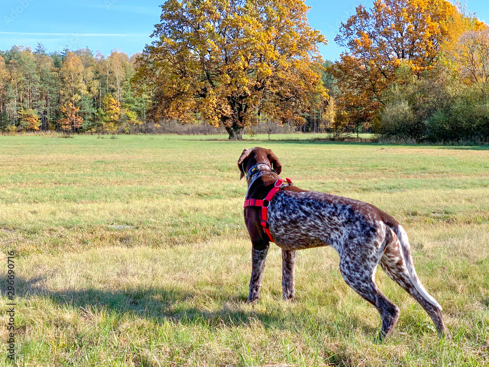 Puppy dog breed German Shorthaired Pointer Puppy dog breed German Shorthaired Pointer