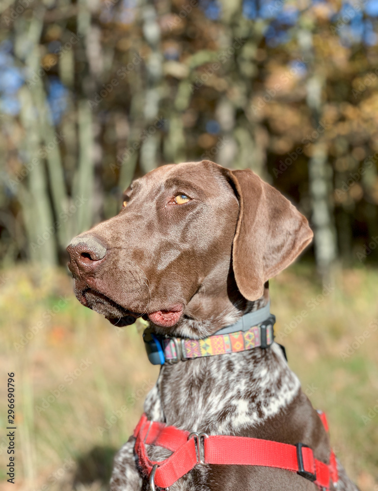 Portrait of puppy dog  breed German Shorthaired Pointer