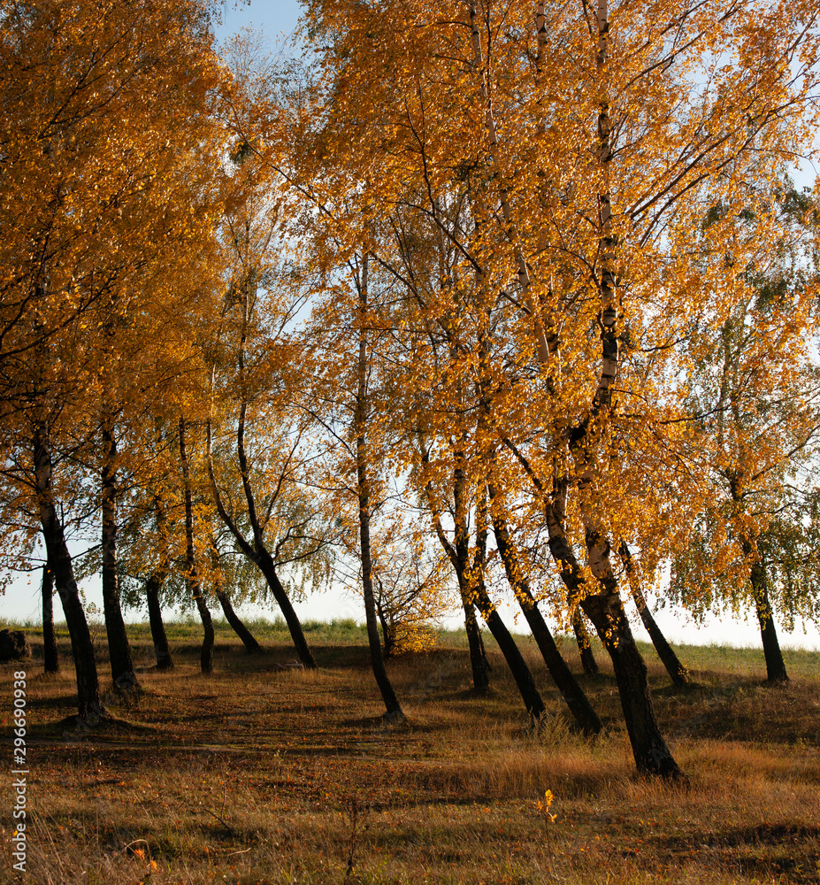 Fototapeta premium Autumn landscape with bent in yellow leaves trees illuminated by the evening sun.