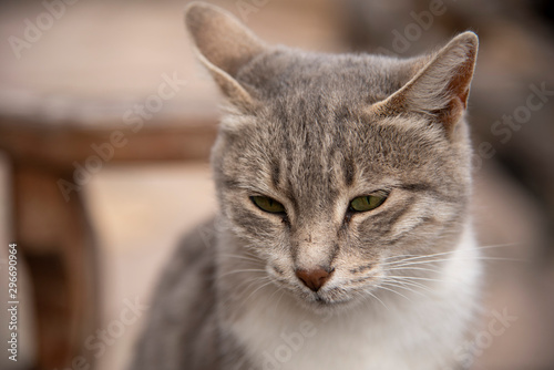 Portrait of a gray cat on a blurred background.