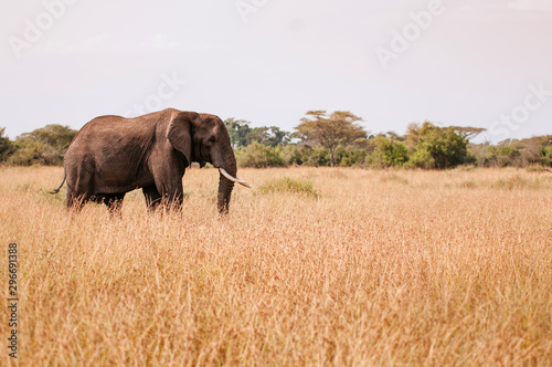 Big African elephant  in grass field of Serengeti Savanna - African Tanzania Safari trip © PixHound
