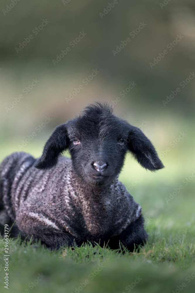 Little black lamb laying in the grass Little black lamb laying in the grass