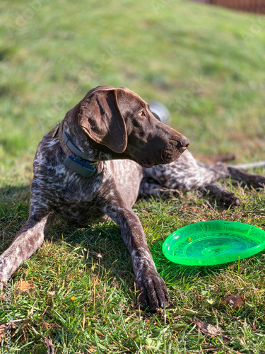 German Shorthaired Pointer with green frisbee