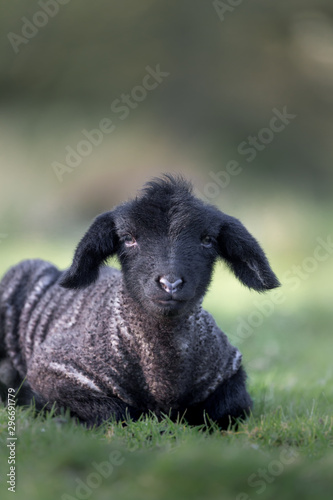 Little black lamb laying in the grass