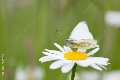 Butterfly on a flower © Anja