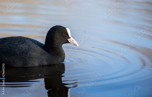 Coot in a lake