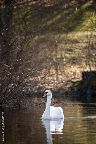 Swan at Roerskov lake