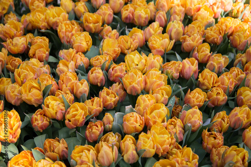 Tulips in Kaukenhof in Nederlands photo
