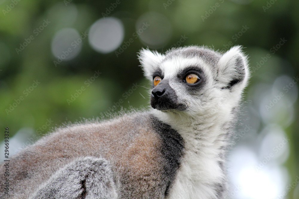 Obraz premium Lemurs in a Z00