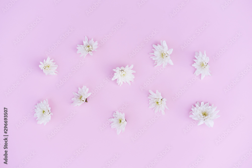 White chrysanthemum heads on a pink background. White chrysanthemum heads on a pink background.