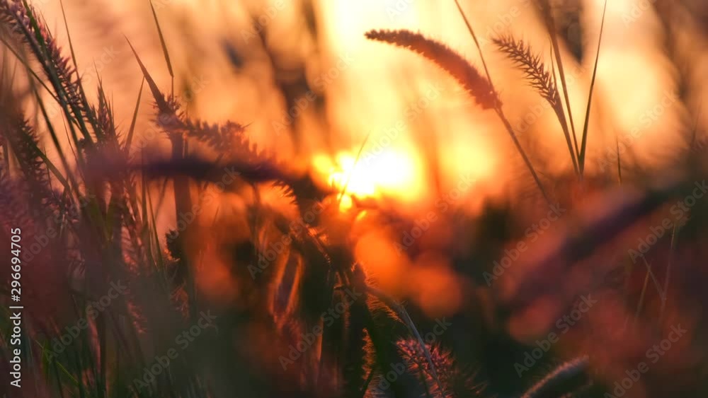 Flower in sunset
