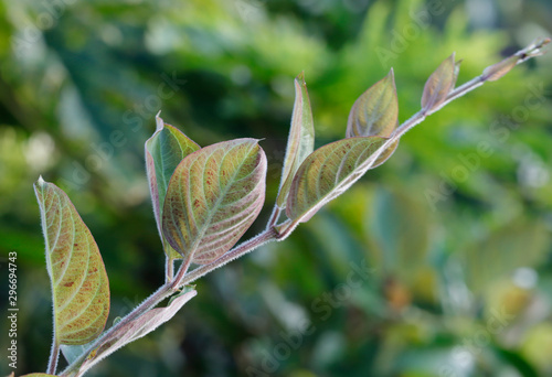 Paederia foetida leave in sunlight photo