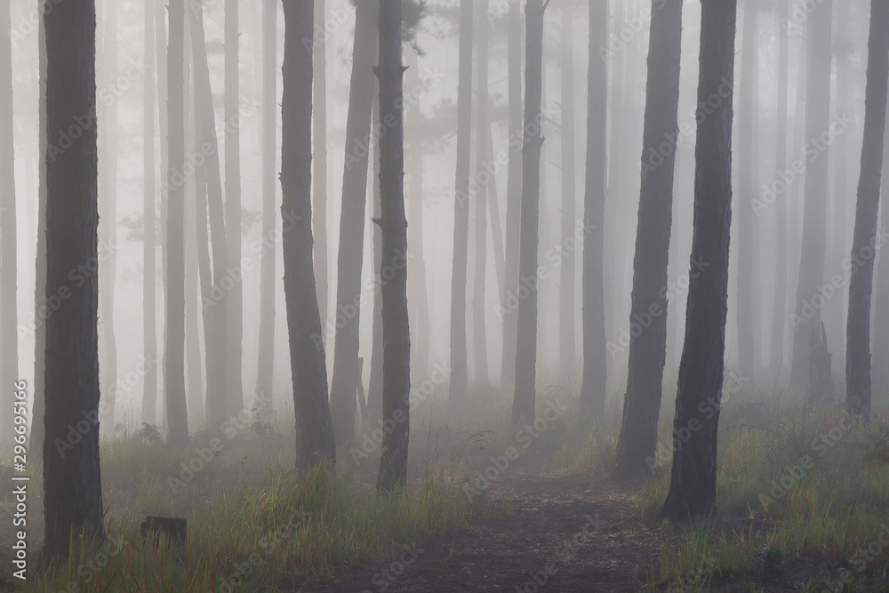 Fototapeta premium Pine forest in morning mist
