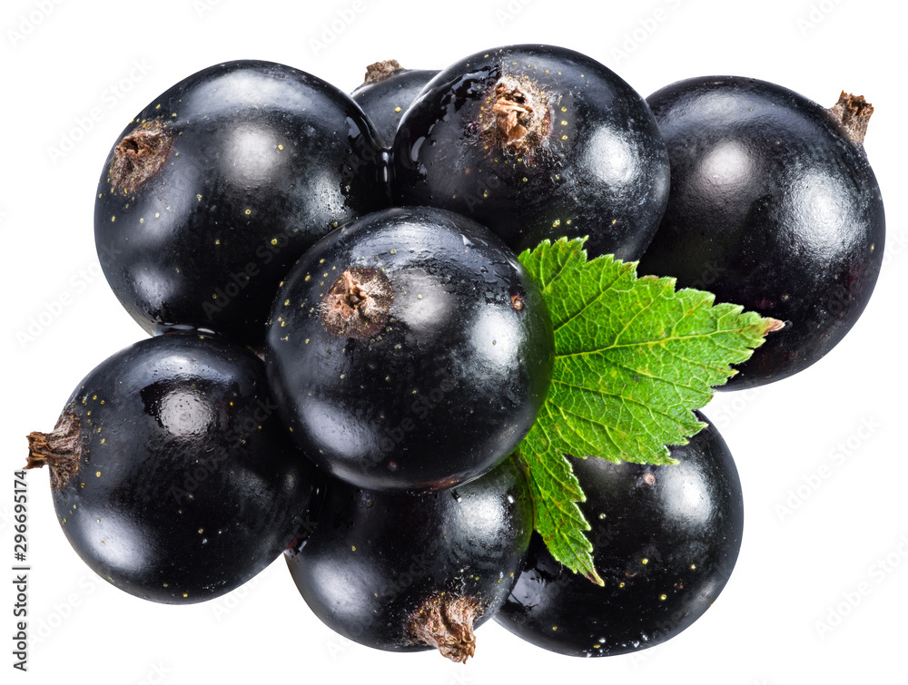 Ripe blackcurrant branch with green leaf on the white background. Clipping path. Ripe blackcurrant branch with green leaf on the white background. Clipping path.