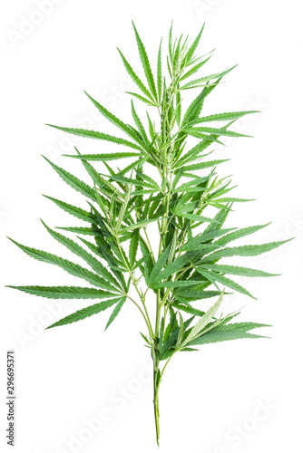 Fresh top of cannabis plant isolated on white background.