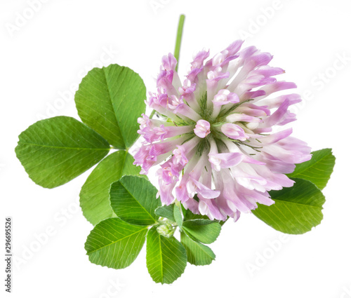 Clover or trefoil leaves and flowers on white background. Close-up.