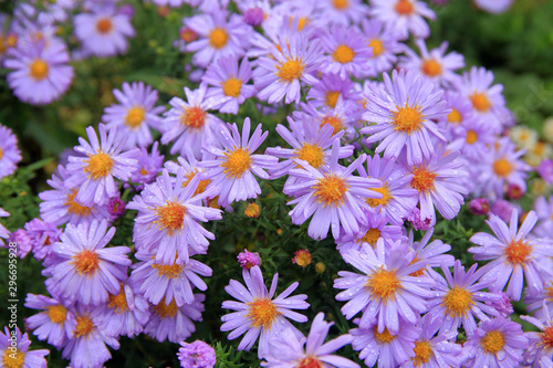 Purple autumn flowers called asters.