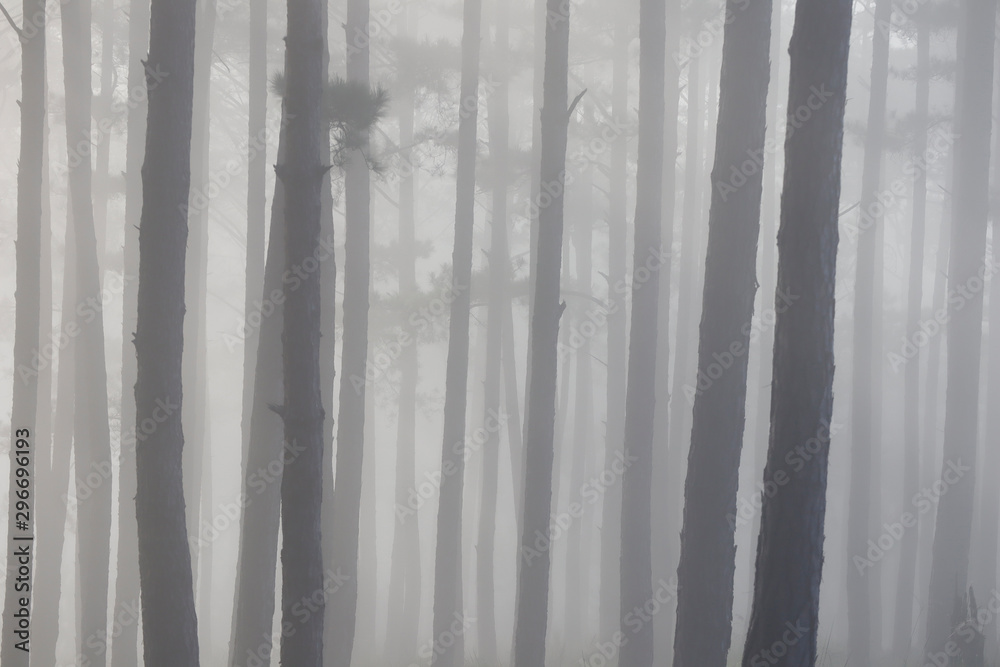 Pine forest in morning mist Pine forest in morning mist