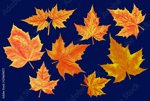 Set of images of yellow-red maple leaves on an isolated background