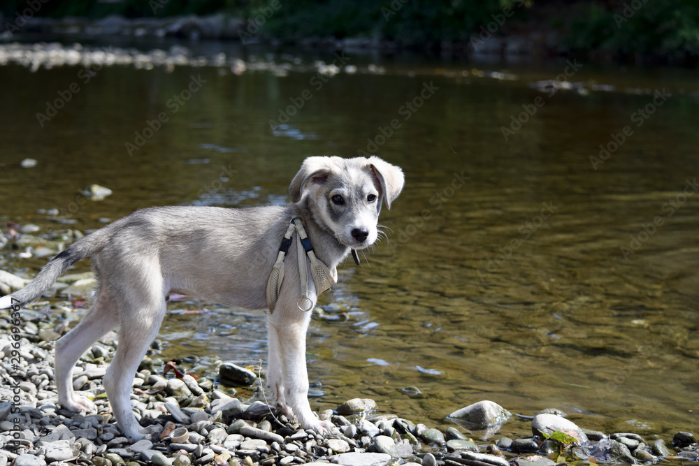 Dog puppy discovers its environment by the river