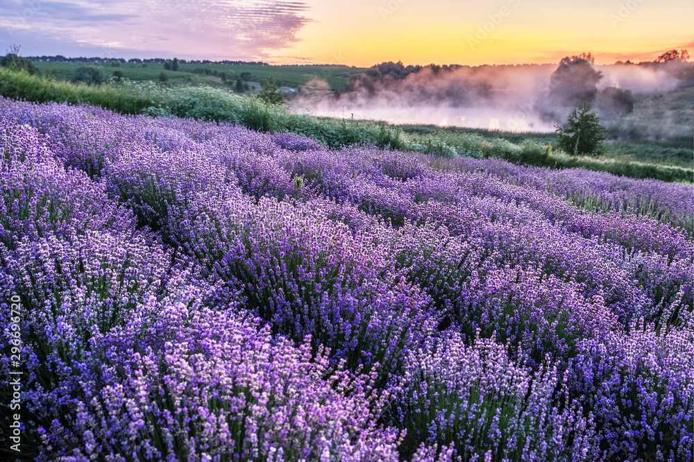 Naklejka premium Colorful flowering lavandula or lavender field in the dawn light.
